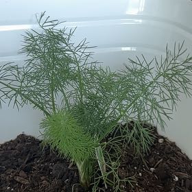 Photo of the plant species Dill by @HipPigsears59 named Spike Leaves on Greg, the plant care app