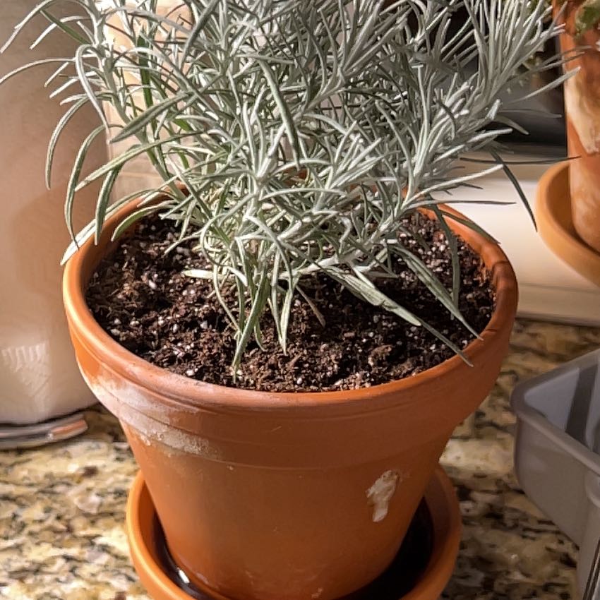 Potted Italian Strawflower with silvery leaves in a terracotta pot.