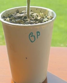 Photo of the plant species Brandywine Pink Tomato by @HotKanono64 named Taylor Swift on Greg, the plant care app