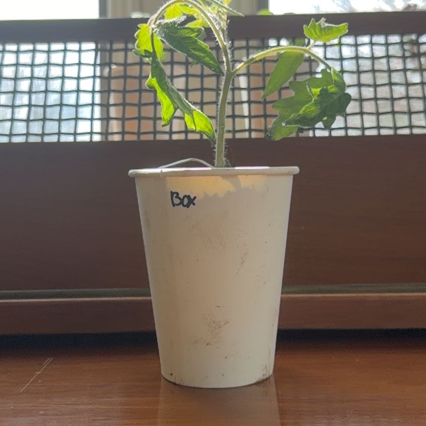 Photo of the plant species Box Car Willie Tomato by @HotKanono64 named Kesha on Greg, the plant care app