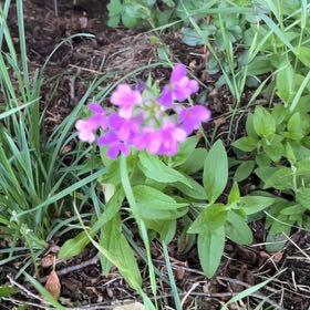 Photo of the plant species Dame's Rocket by @JocundDamsii24 named ChloroPhil on Greg, the plant care app