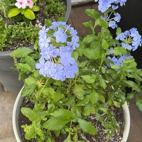 Photo of the plant species Blue Plumbago by @PioneeringLime3 named Hemingway on Greg, the plant care app