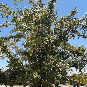 Photo of the plant species Southern Live Oak by @PioneeringLime3 named Bieber on Greg, the plant care app