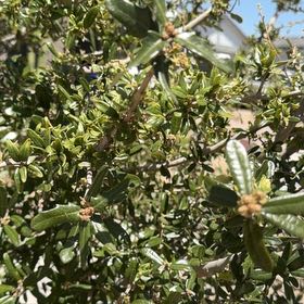 Photo of the plant species Texas Live Oak by @PioneeringLime3 named Ulysses S Plant on Greg, the plant care app