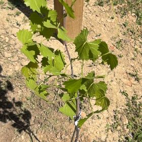 Photo of the plant species Muscadine Grape by @FreeAtom44 named Ronaldo on Greg, the plant care app