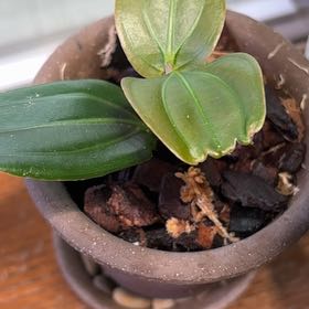 Photo of the plant species Showy Medinilla by @IconCatasetum55 named Elina on Greg, the plant care app