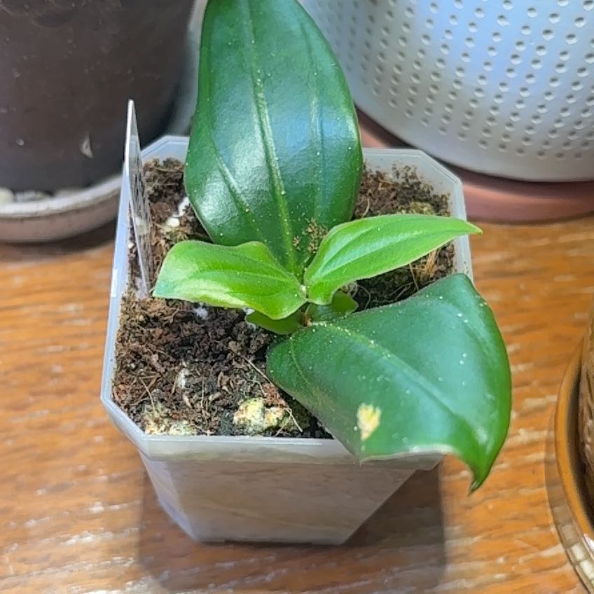Photo of the plant species Showy Medinilla by @IconCatasetum55 named Peter Parker on Greg, the plant care app