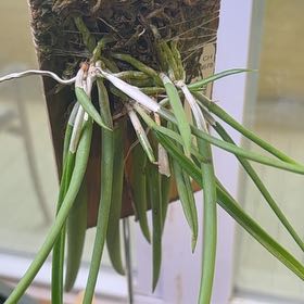 Photo of the plant species Lady of the Night by @IconCatasetum55 named Bella on Greg, the plant care app