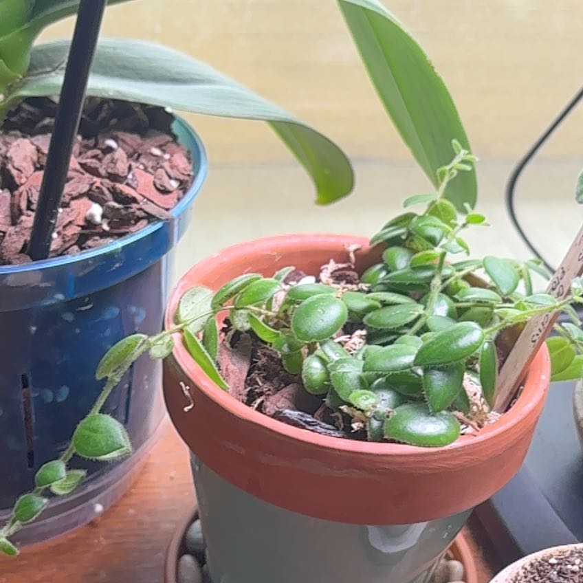 Photo of the plant species Red Elf Lipstick Plant by @IconCatasetum55 named Terra on Greg, the plant care app