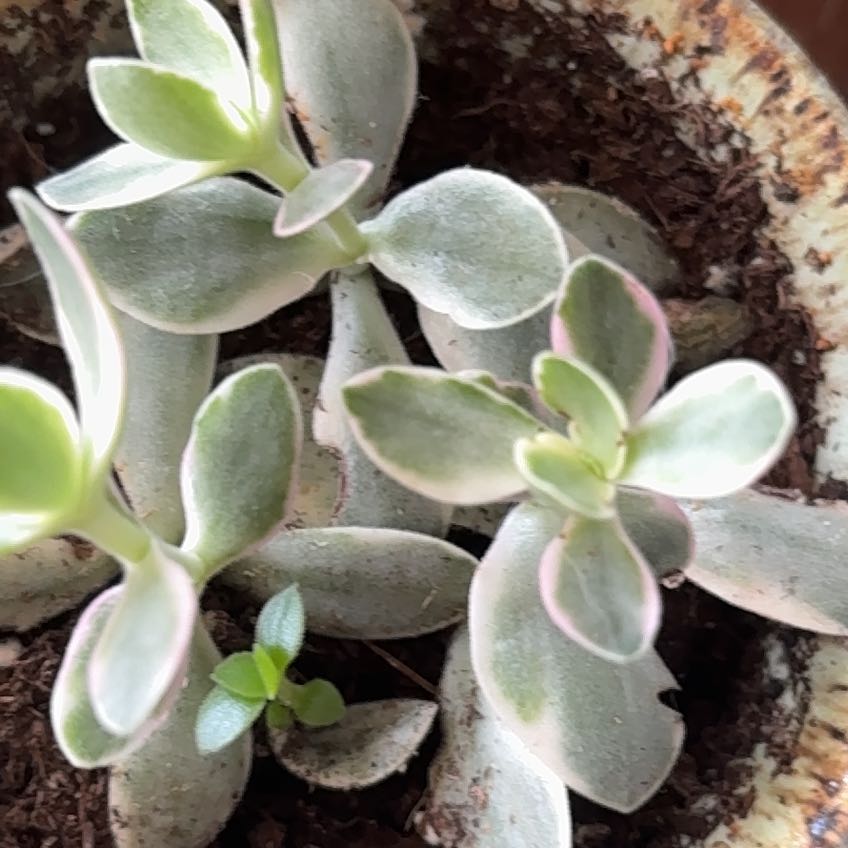 Photo of the plant species Variegated Jade by @IconCatasetum55 named Miley on Greg, the plant care app