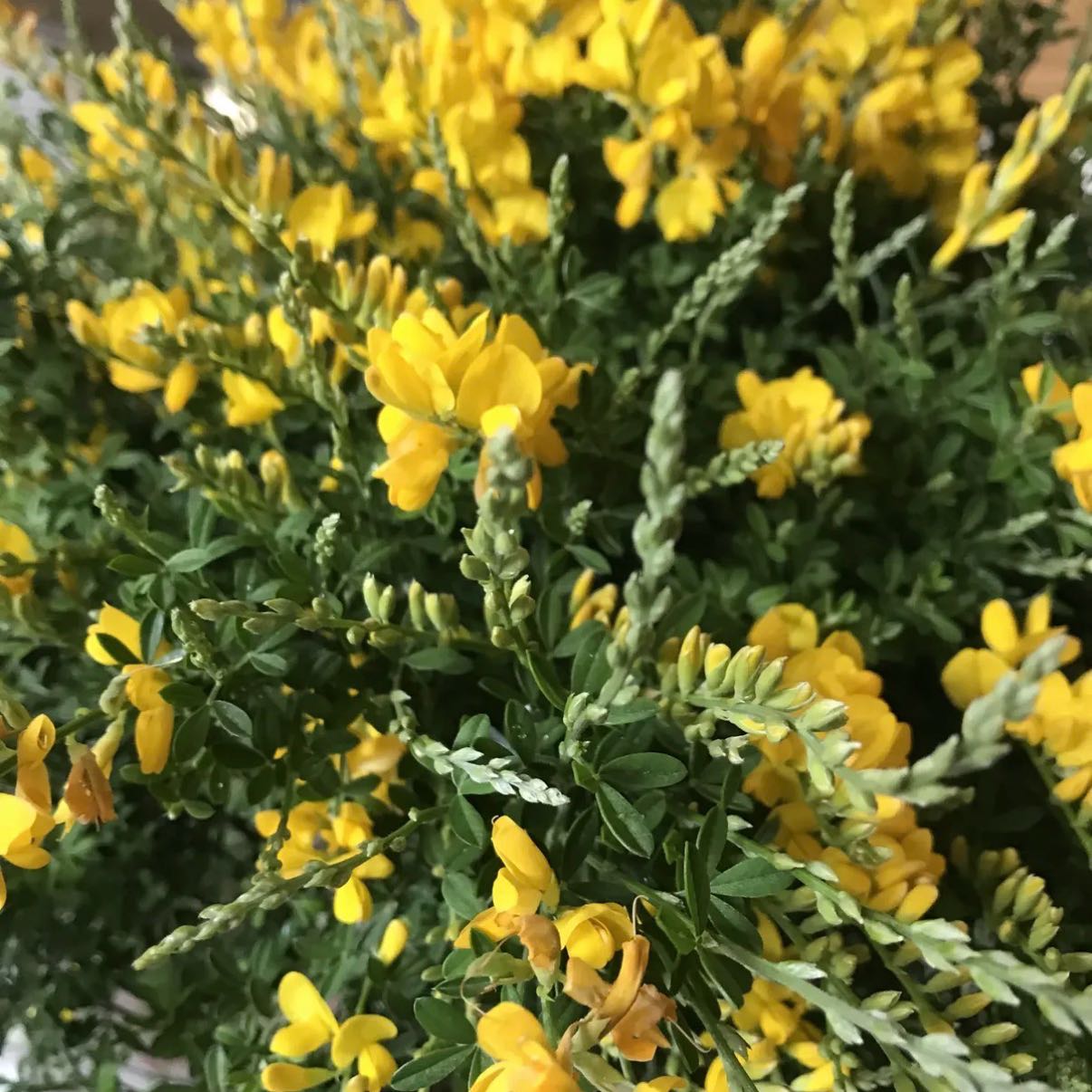 Photo of the plant species Broom by @ZestBarley30 named Rihanna on Greg, the plant care app