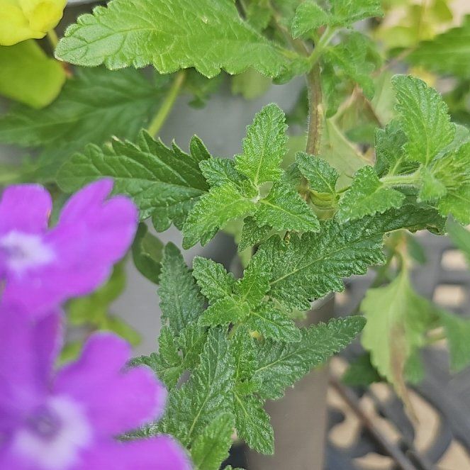 Photo of the plant species Verbena canadensis by @CleanEndive73 named Taylor Swift on Greg, the plant care app