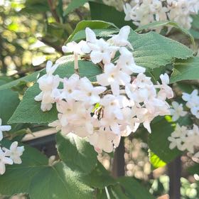Photo of the plant species Wayfaring Tree Viburnum by @HotPomelo41 named Terra on Greg, the plant care app