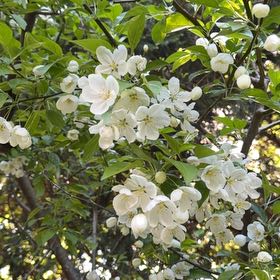 Photo of the plant species Sour Cherry by @HotPomelo41 named Shakira on Greg, the plant care app