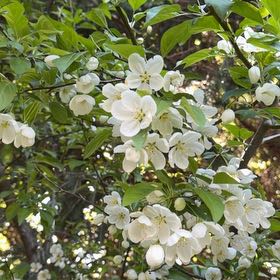 Photo of the plant species Sour Cherry by @HotPomelo41 named Kylie on Greg, the plant care app