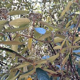 Photo of the plant species Wrinkled Viburnum by @HotPomelo41 named Drake on Greg, the plant care app