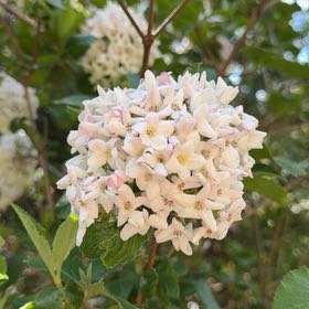 Photo of the plant species Wayfaring Tree Viburnum by @HotPomelo41 named Gaga on Greg, the plant care app