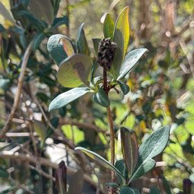 Photo of the plant species Etruscan Honeysuckle by @HotPomelo41 named Sahara on Greg, the plant care app