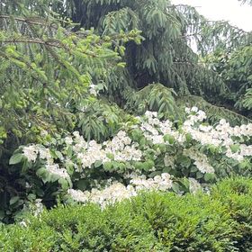 Photo of the plant species Japanese Snowball by @HotPomelo41 named Surya on Greg, the plant care app
