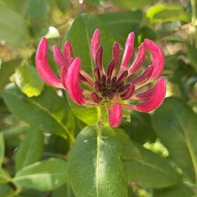 Photo of the plant species Honeysuckle by @HotPomelo41 named Foxxy on Greg, the plant care app