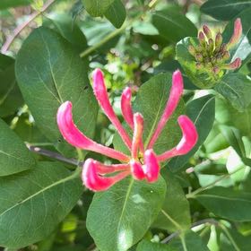 Photo of the plant species Honeysuckle by @HotPomelo41 named Peter Parker on Greg, the plant care app