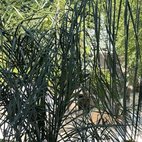 Photo of the plant species Syagrus Romanzoffiana by @HotPomelo41 named Apollo on Greg, the plant care app