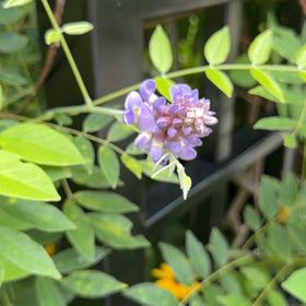 Photo of the plant species American Wisteria by @HotPomelo41 named Nemo on Greg, the plant care app