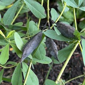 Photo of the plant species Baptisia Australis by @HotPomelo41 named Zion on Greg, the plant care app