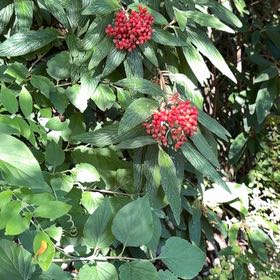 Photo of the plant species Wrinkled Viburnum by @HotPomelo41 named Mando on Greg, the plant care app