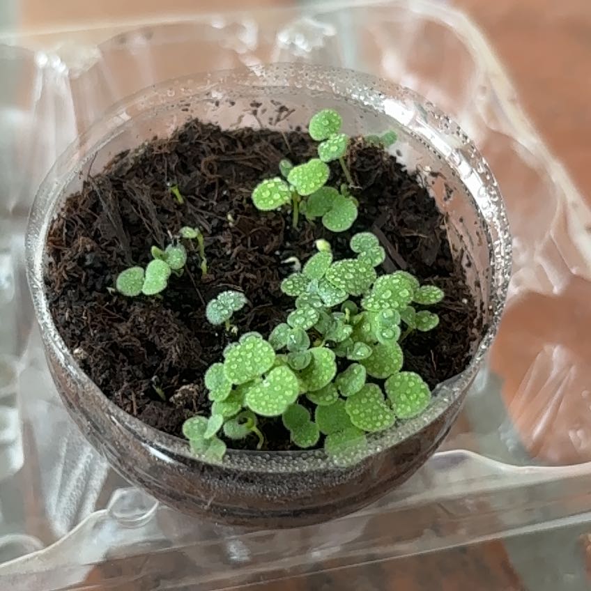 Photo of the plant species Canterbury Bells by @DearCorkoak92 named Fernie Mercury on Greg, the plant care app