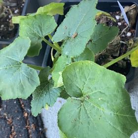 Photo of the plant species Black Beauty Zucchini by @RightfulComet83 named Prince on Greg, the plant care app