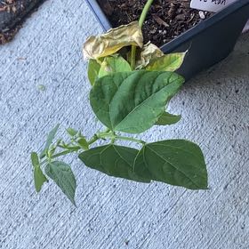 Photo of the plant species Common Bean by @RightfulComet83 named Miley on Greg, the plant care app