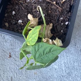 Photo of the plant species Common Bean by @RightfulComet83 named Eva on Greg, the plant care app