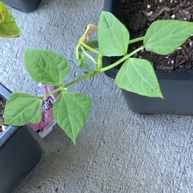 Photo of the plant species Common Bean by @RightfulComet83 named LiloStitch on Greg, the plant care app