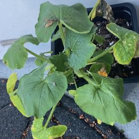 Photo of the plant species Black Beauty Zucchini by @RightfulComet83 named Apollo on Greg, the plant care app