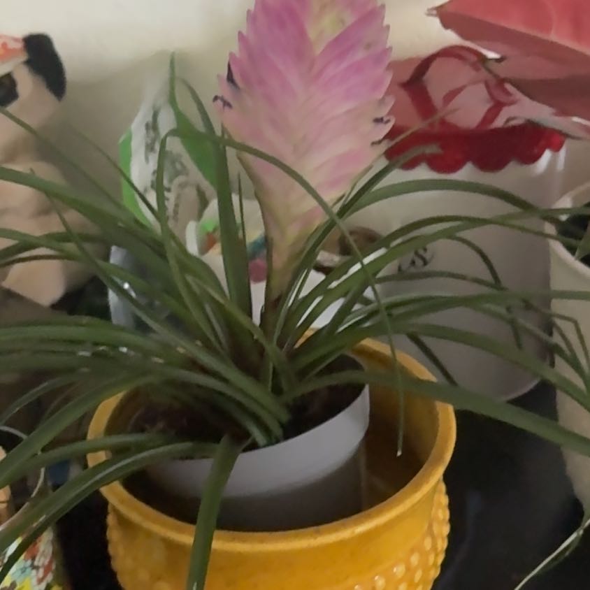 Photo of the plant species Pink Quill by @DirectGrass6 named Ronaldo on Greg, the plant care app