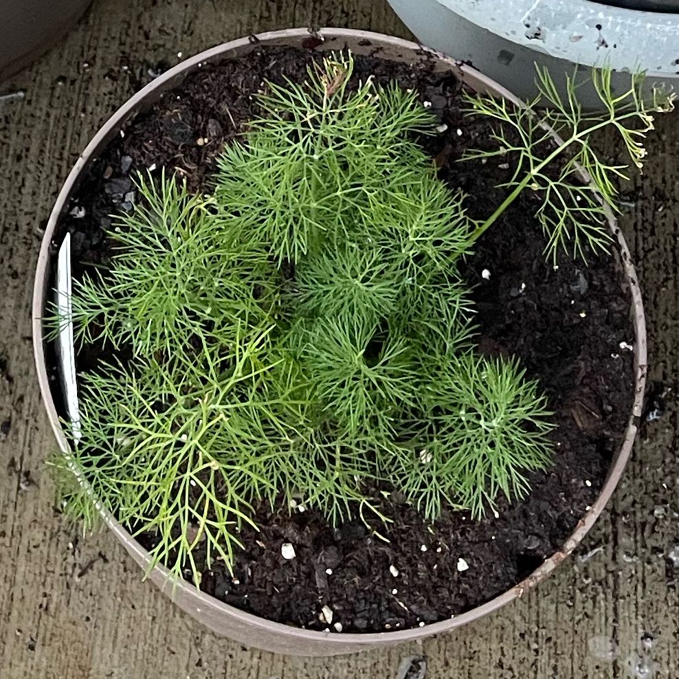 Photo of the plant species Dill by @ZappyBroom51 named Anne on Greg, the plant care app