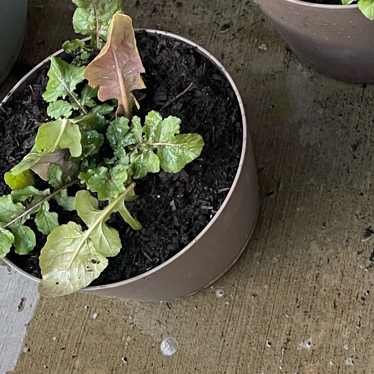 Photo of the plant species arugula by @ZappyBroom51 named Gomez on Greg, the plant care app