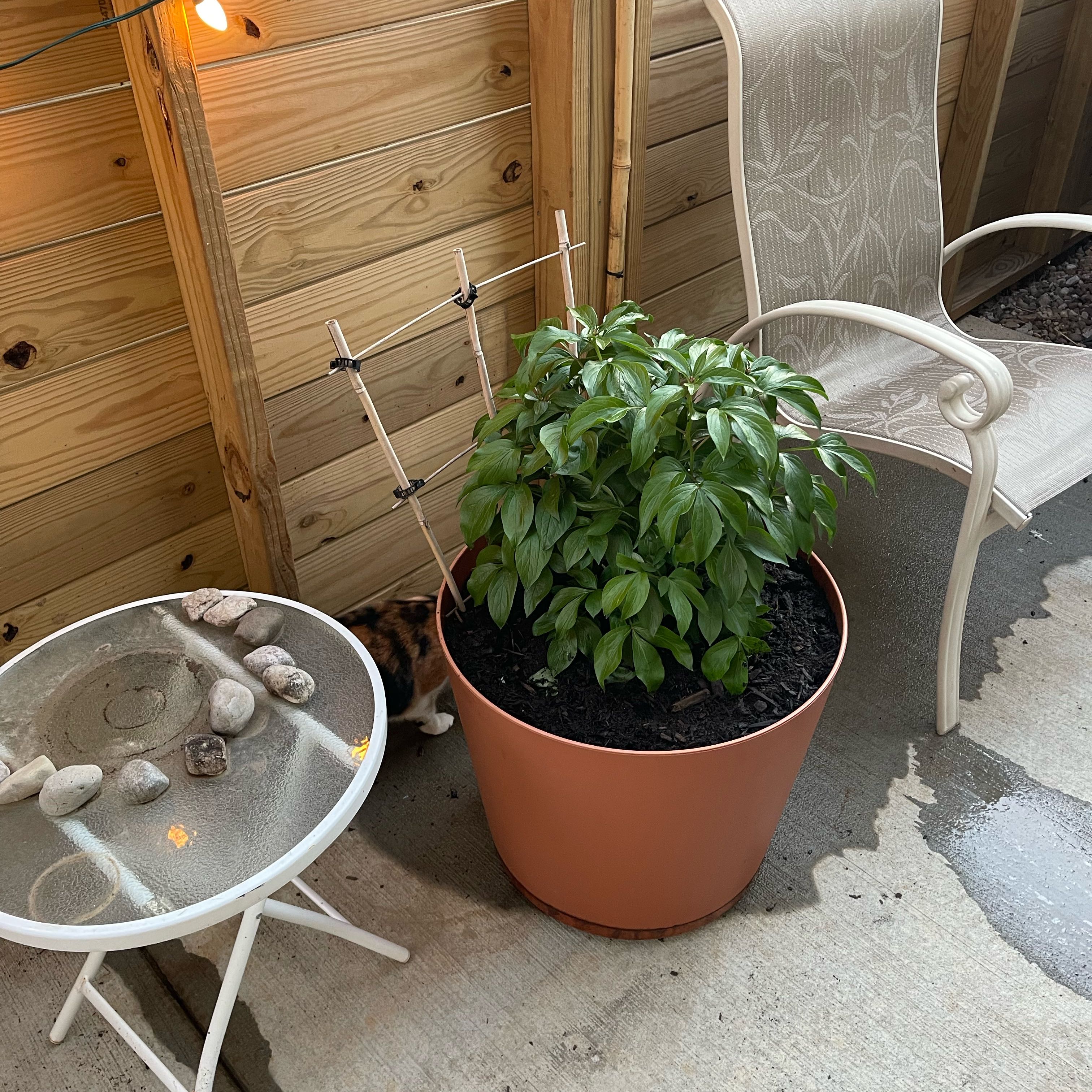 Photo of the plant species Sarah Bernhardt Peony by @ZappyBroom51 named Coco on Greg, the plant care app