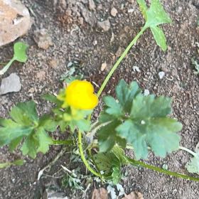 Photo of the plant species Creeping Buttercup by @ZappyBroom51 named Bieber on Greg, the plant care app