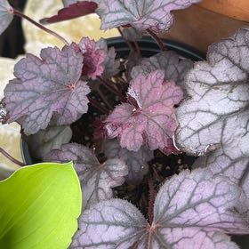 Photo of the plant species Coral Bells by @GemBorage4 named Sol on Greg, the plant care app