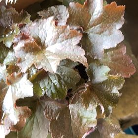 Photo of the plant species Alum Root by @GemBorage4 named LiloStitch on Greg, the plant care app
