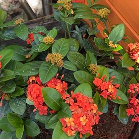 Photo of the plant species Chinese Ixora by @YesJuneplum38 named Michelle Branch on Greg, the plant care app