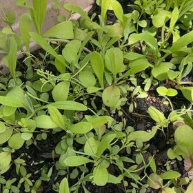 Photo of the plant species Creeping Phlox by @YesJuneplum38 named Hamilton on Greg, the plant care app