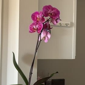 Photo of the plant species Phalaenopsis 'Ann' by @HighFantasy87 named Messi on Greg, the plant care app