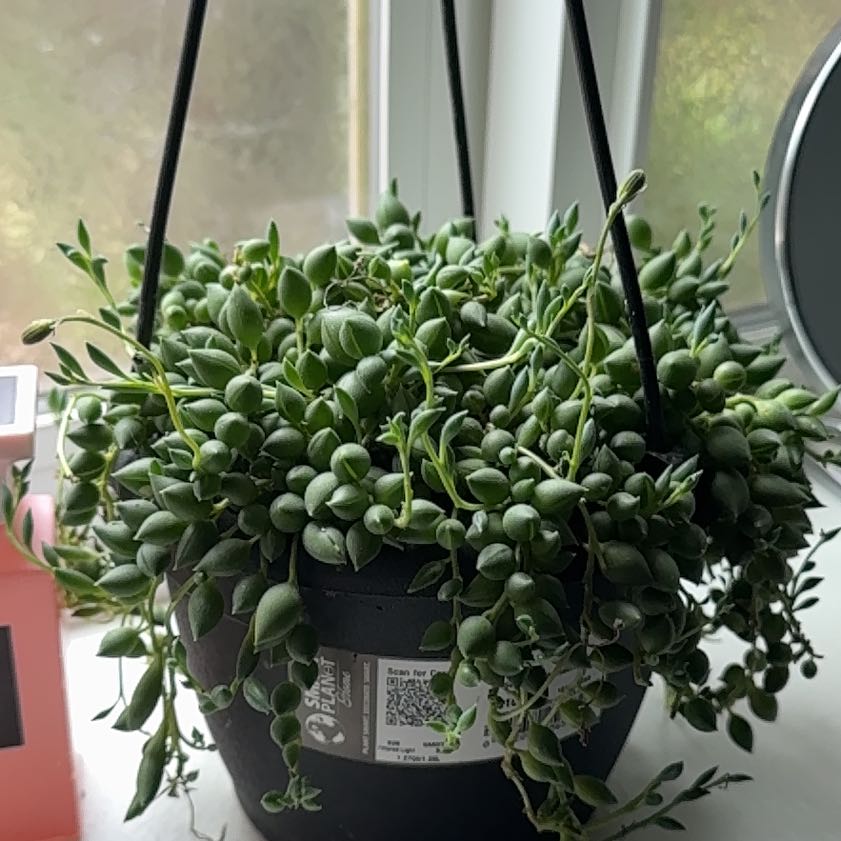Photo of the plant species String of Raindrops by @YoungRutabaga60 named Dax on Greg, the plant care app
