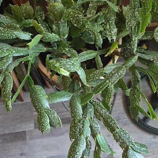 Photo of the plant species Mousehole Tree by @CivilizedRedlog named Dax on Greg, the plant care app