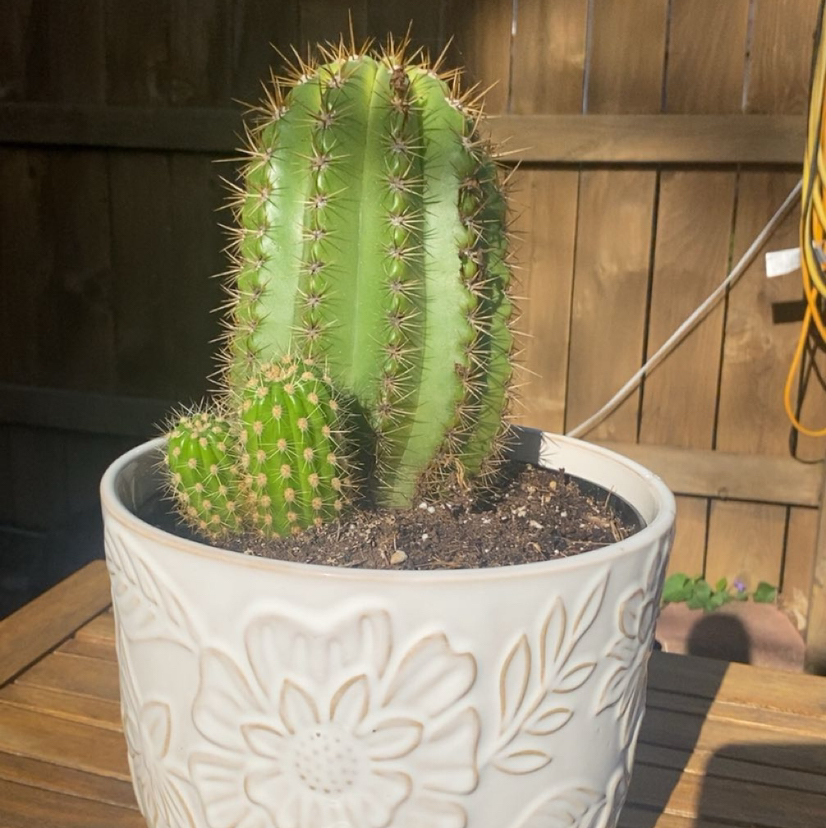 Photo of the plant species Sun Goddess Cactus by @WiredChayote62 named Sol ⭐️ on Greg, the plant care app