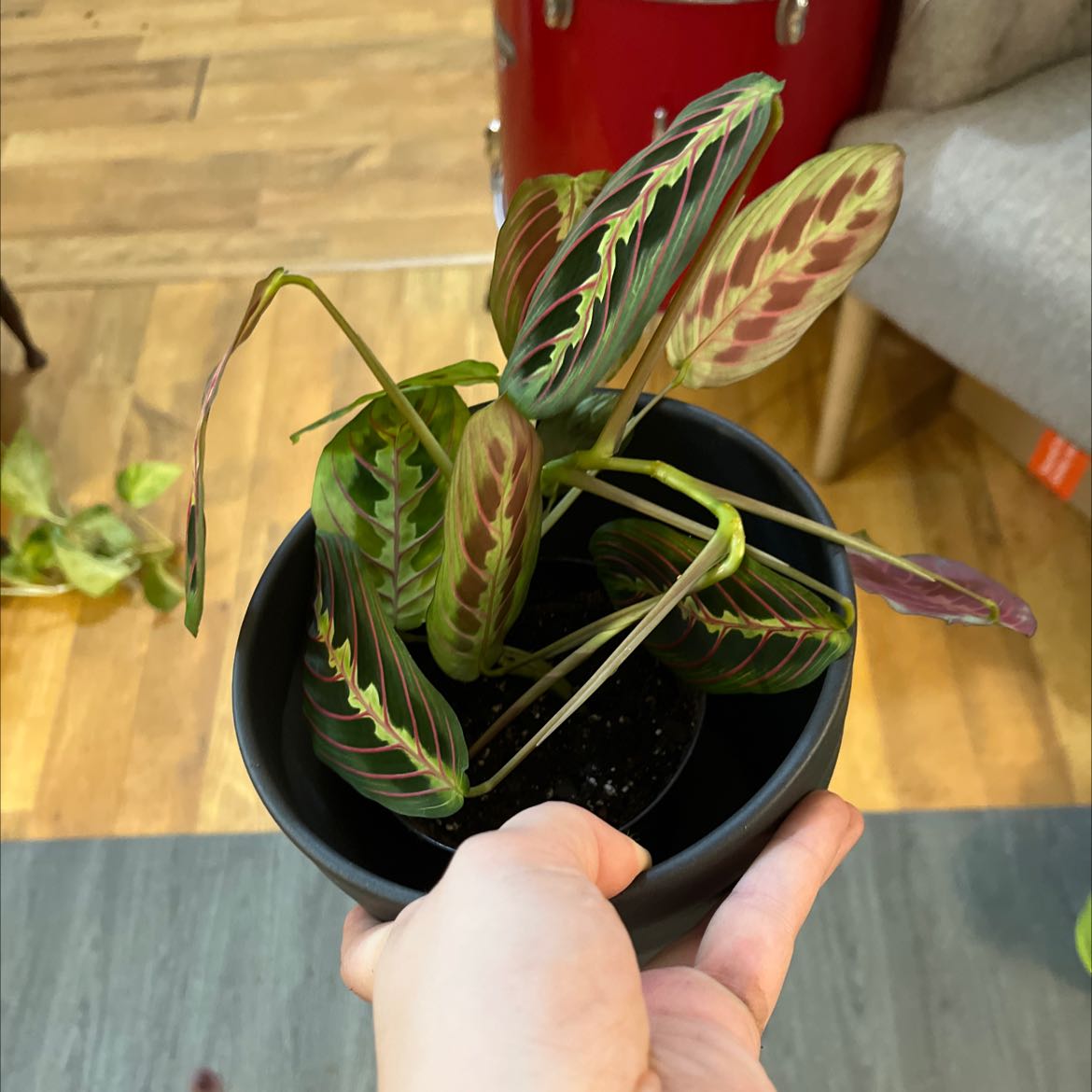 Healthy green prayer plant with red veins held up in a hand, showing distinctive oval variegated leaves in excellent condition.