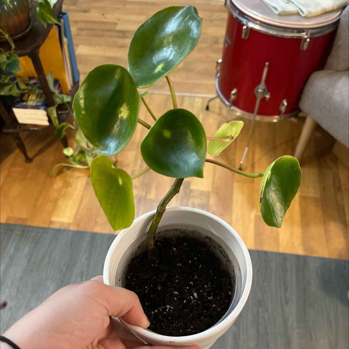 Raindrop Peperomia plant in a white pot with some yellowing leaves, held by a hand.